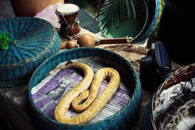python蛇在柳条篮子里
